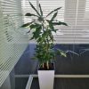 Dracena fragrans